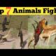 Amazing Animal Fights Caught On Camera|अद्भुत पशु झगड़े कैमरा पर पकड़ा|حیرت انگیز جانوروں کی لڑائیاں