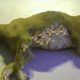Amazing ! Mango worms removal  in poor dog -ANIMALS LOVE#14
