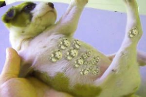 Amazing ! Mango worms removal  in poor dog -ANIMALS LOVE#18