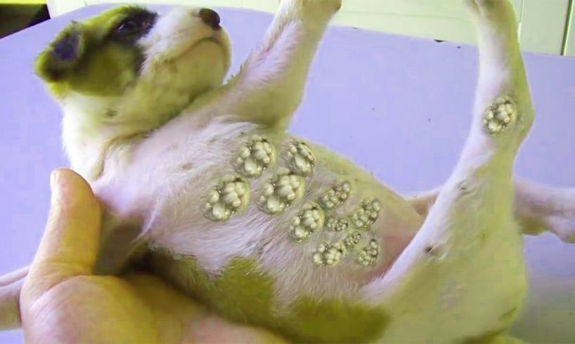 Amazing ! Mango worms removal  in poor dog -ANIMALS LOVE#18