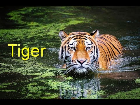 Amazing Wild Animals Compilation | Beautiful Nature & WildLife
