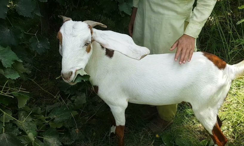 Amazing man meets with his goat / US Animals