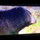 Animal Fight Club: Black Bears Fighting Over Trash