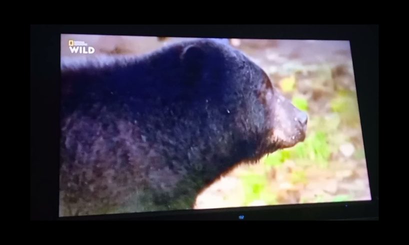 Animal Fight Club: Black Bears Fighting Over Trash