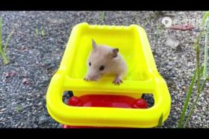 Animal World | The owner asked the little hamster to play in the sand on a toy beach buggy