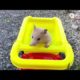 Animal World | The owner asked the little hamster to play in the sand on a toy beach buggy