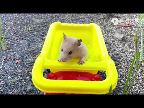 Animal World | The owner asked the little hamster to play in the sand on a toy beach buggy