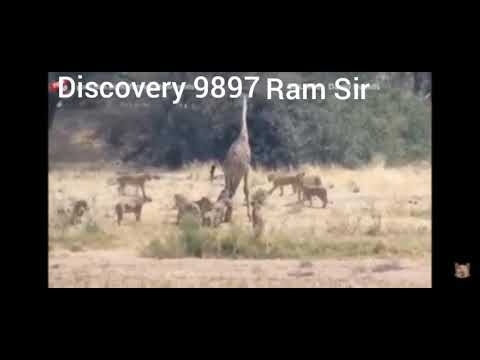 Animal fighting , Tiger and Giraffe by Ram Sir