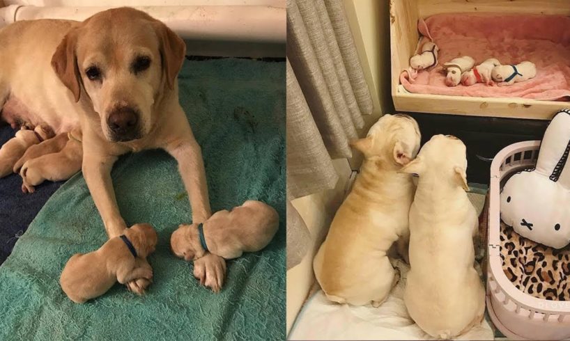 Animals Mothers - beautiful, happy and meaningful moment of animal family