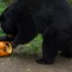 Animals Play With Pumpkins And Gourds