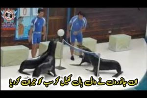 Animals Playing Volleyball ? Match ? Viral Video ?