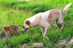 Animals Time in the Rice Fields !! Monkey Playing with Dogs.