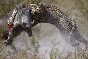 Animals attack - Leopard attacks Ostrich, eagle and warthog - Leopards fights