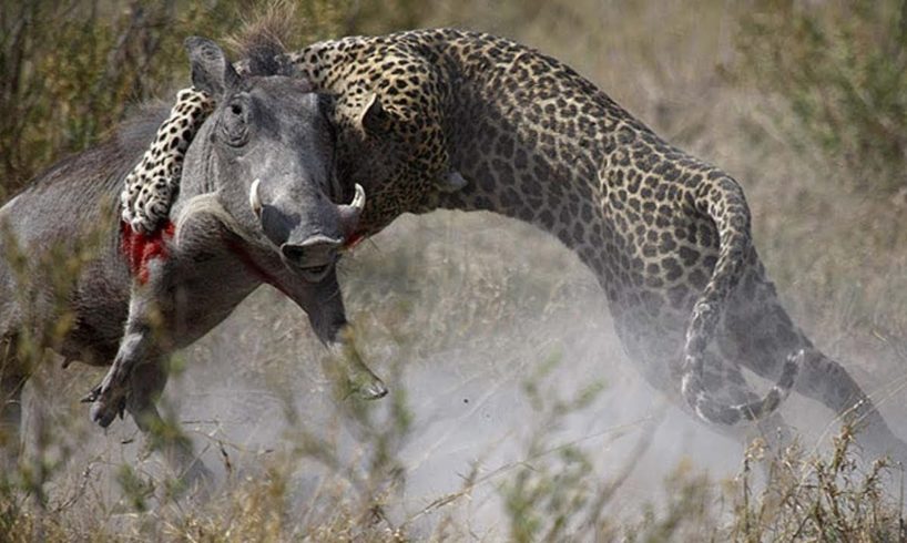 Animals attack - Leopard attacks Ostrich, eagle and warthog - Leopards fights
