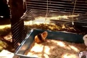 Animals playing in their cage / Jeux d'animaux