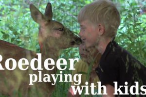 Animals playing with kids - Roedeer and kids