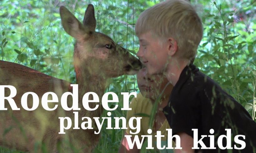 Animals playing with kids - Roedeer and kids