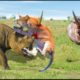 Animals real fight | Wild animal fight | Wild animals attack pets | Wild discovery channel animals