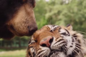 Are Animals Capable Of Feeling Complex Emotions? | Animal Odd Couples | Animal Adventures