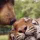 Are Animals Capable Of Feeling Complex Emotions? | Animal Odd Couples | Animal Adventures