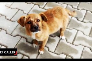 Awesome Animal Rescues: Lost Puppy In Bulgaria Finds A Home