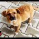 Awesome Animal Rescues: Lost Puppy In Bulgaria Finds A Home