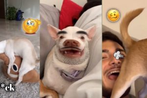 😲 Aww! The Funniest and Cutest Dogs Ever #19 | ChihuahuaTV