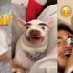 😲 Aww! The Funniest and Cutest Dogs Ever #19 | ChihuahuaTV