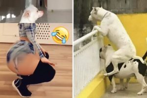 😲 Aww! The Funniest and Cutest Dogs Ever #21 | ChihuahuaTV