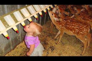 Babies and Kids Playing with farm Animals - Animalz TV