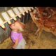 Babies and Kids Playing with farm Animals - Animalz TV