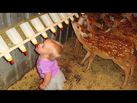 Babies and Kids Playing with farm Animals - Animalz TV