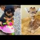 Baby Animals ? Funny Cats and Dogs Videos Compilation (2020) Perros y Gatos Recopilación #28