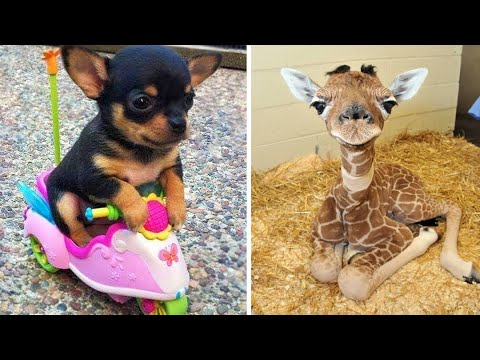 Baby Animals ? Funny Cats and Dogs Videos Compilation (2020) Perros y Gatos Recopilación #28