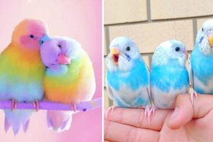 Baby Animals ? Funny Parrots and Cute Birds Compilation (2020) Loros Adorables Recopilación #6