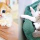 Baby Cats - Cute and Funny Cat Videos Compilation #40 | Aww Animals