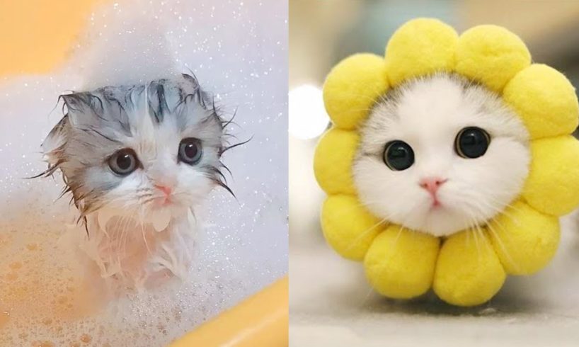 Baby Cats - Cute and Funny Cat Videos Compilation #9 | Aww Animals