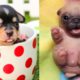 Baby Dogs - Cute and Funny Dog Videos Compilation #32 | Aww Animals