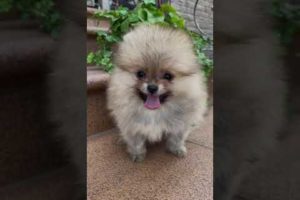 Baby Dogs ? Cutest dogs video compilation ever ♥️♥️♥️♥️♥️♥️♥️♥️♥️♥️♥️♥️♥️♥️♥️