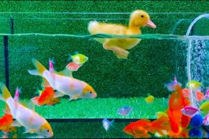 Baby Duck Duckling, Goldfish, Koi Carp Fish - cute baby animals videos