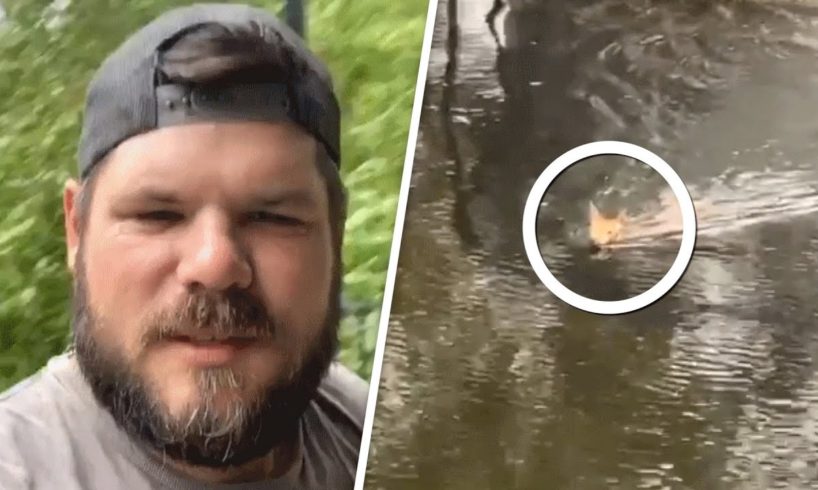 Baby deer swims to man for help during hurricane