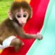 Baby monkey Bon Bon playing with So cute duckling roll down a slide full of koi fish
