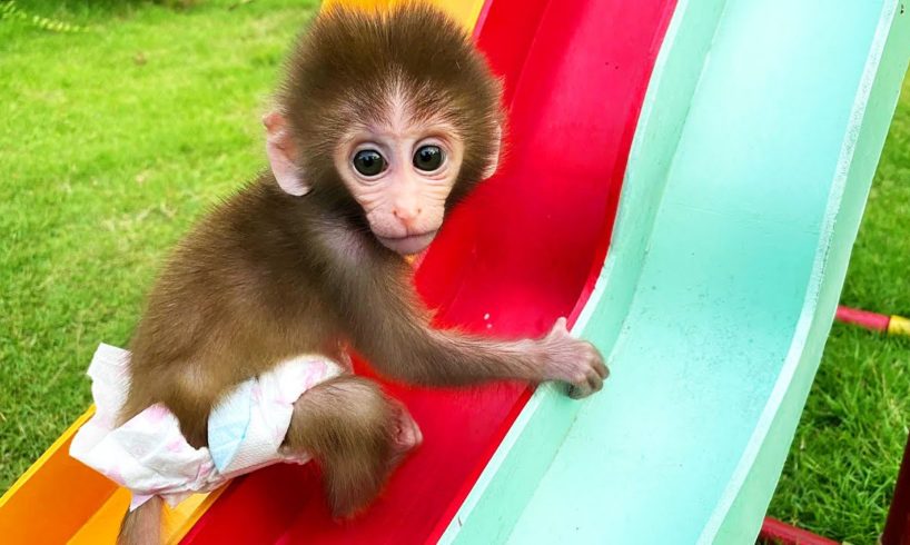 Baby monkey Bon Bon playing with So cute duckling roll down a slide full of koi fish