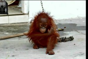 Baby orangutan rescues compilation 3. There is still time to save them (Bayi orangutan)