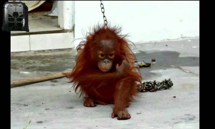 Baby orangutan rescues compilation 3. There is still time to save them (Bayi orangutan)