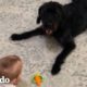 Bebé no para de reírse de su perro | El Dodo