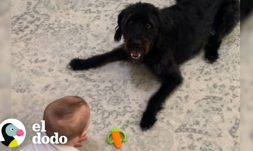 Bebé no para de reírse de su perro | El Dodo