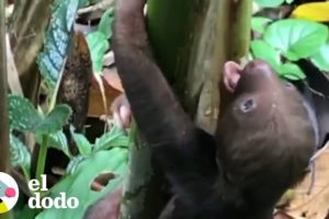 Bebé perezoso busca a su mamá luego de perderse | El Dodo