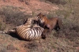 Best Animal Fights Caught On Tape 2017 - Wildlife Animal Attack - Lion vs Hyenas vs Tiger Real Fight