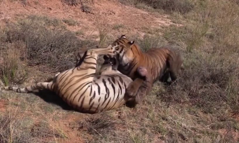 Best Animal Fights Caught On Tape 2017 - Wildlife Animal Attack - Lion vs Hyenas vs Tiger Real Fight